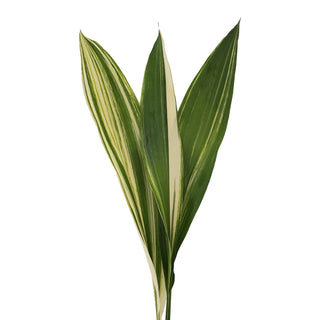 Variegated aspidistra greenery