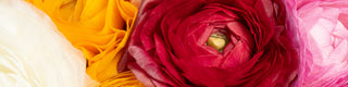 Assorted colors ranunculus flowers