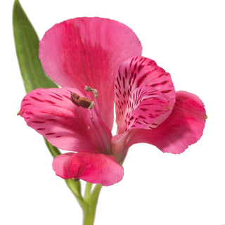 Hot Pink Alstroemeria Pink flowers - fresh-cut flowers by Bloomingmore - ideal for weddings and floral events