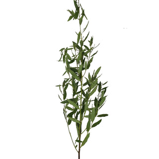 Bay Leaf - 40 Stems Green flowers - fresh-cut flowers by Bloomingmore - ideal for weddings and floral events