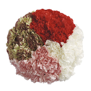 Assorted Carnations Assorted flowers - fresh-cut flowers by Bloomingmore - ideal for weddings and floral events