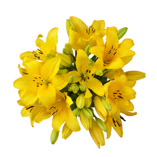 Yellow LA Hybrid Lilies Yellow flowers - fresh-cut flowers by Bloomingmore - ideal for weddings and floral events
