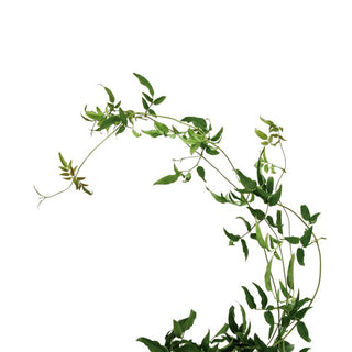 Jasmine Vine Green flowers - fresh-cut flowers by Bloomingmore - ideal for weddings and floral events