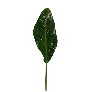 Dieffenbacha Leaves Green flowers - fresh-cut flowers by Bloomingmore - ideal for weddings and floral events