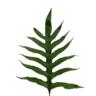 Foliate Fern - 75 stems Green flowers - fresh-cut flowers by Bloomingmore - ideal for weddings and floral events