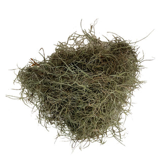 Spanish Moss Green flowers - fresh-cut flowers by Bloomingmore - ideal for weddings and floral events