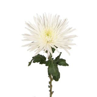White Natural Anastasia Spider Mums White flowers - fresh-cut flowers by Bloomingmore - ideal for weddings and floral events