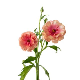 Ranunculus Butterfly Musa Pink flowers - fresh-cut flowers by Bloomingmore - ideal for weddings and floral events