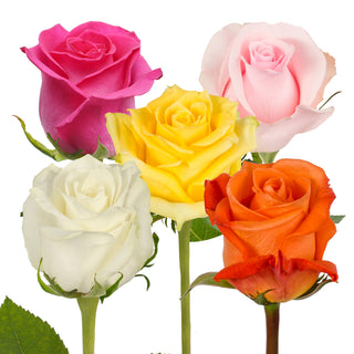 Bright Day Assorted Roses Box Bright roses - fresh-cut roses by Bloomingmore - ideal for weddings and floral events