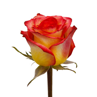 Assorted Novelty Roses - Choose from 25 to 200 Stems Yellow roses - fresh-cut roses by Bloomingmore - ideal for weddings and floral events
