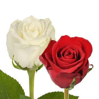 Red & White Roses Red roses - fresh-cut roses by Bloomingmore - ideal for weddings and floral events
