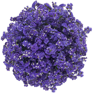 Statice Purple flowers - fresh-cut flowers by Bloomingmore - ideal for weddings and floral events