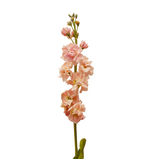 Apricot Stock Peach flowers - fresh-cut flowers by Bloomingmore - ideal for weddings and floral events