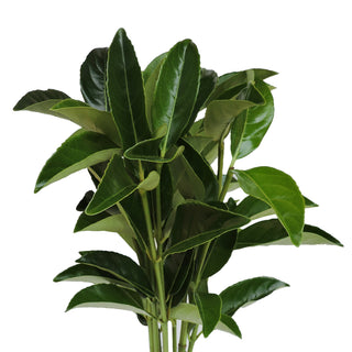 Viburnum Green flowers - fresh-cut flowers by Bloomingmore - ideal for weddings and floral events