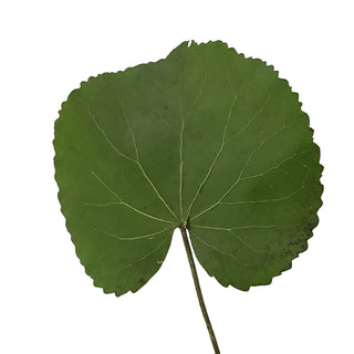 Galax green leaves