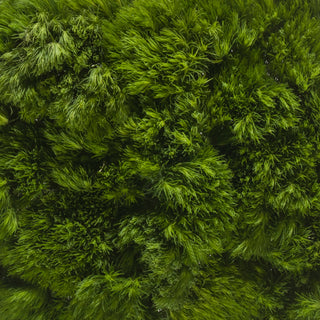 Green Ball