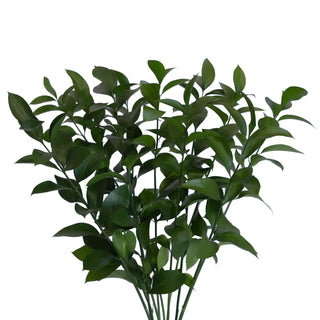 Israeli ruscus natural green