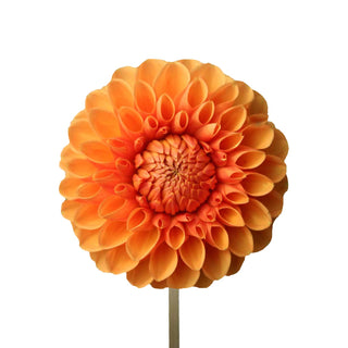 Orange dahlia flower