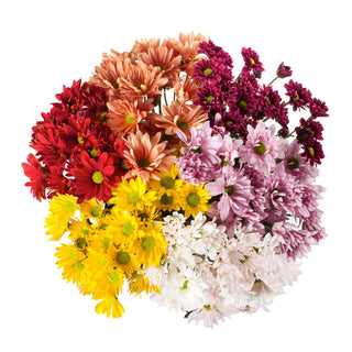 Daisies & Poms Collection